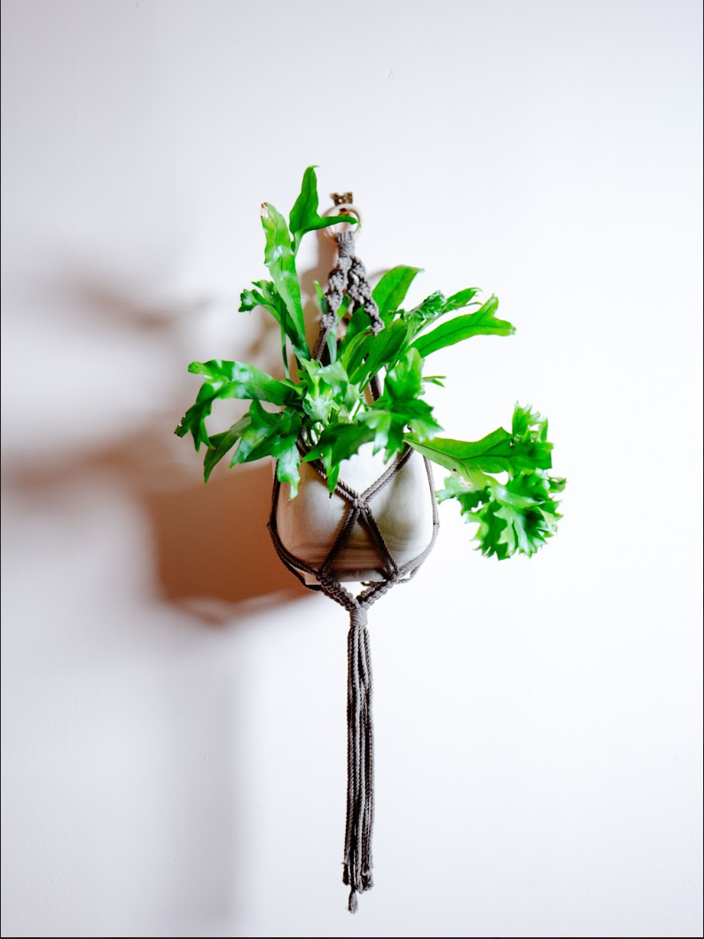 Macrame Plant Hanger ~ Brown