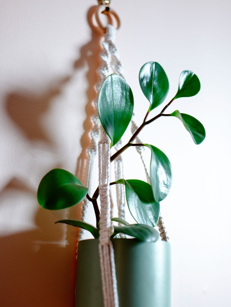 Macrame Plant Hanger