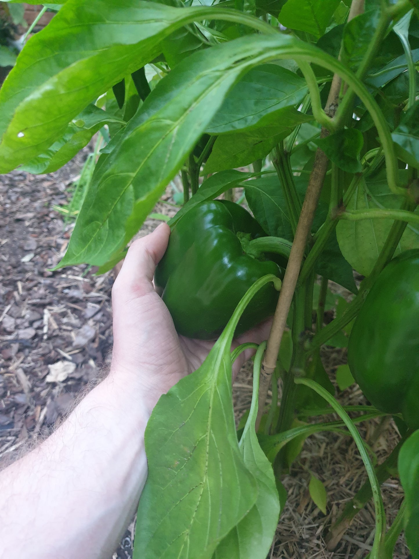 Capsicum (Chinese Giant) Seeds